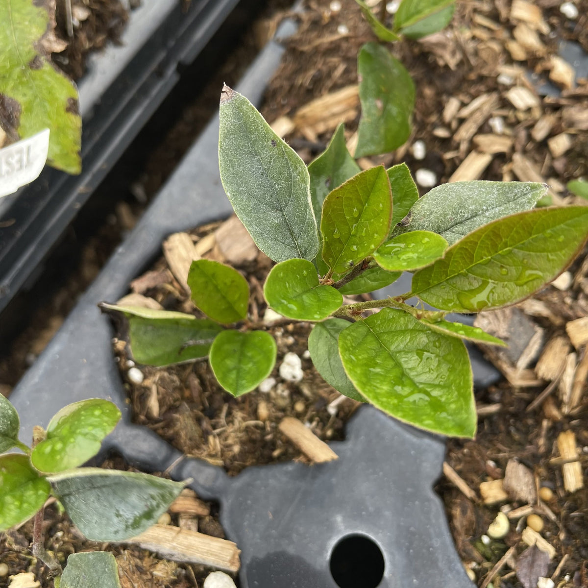 Hedge Cotoneaster (Cotoneaster lucidus) at Oak Summit Nursery, fall 2026