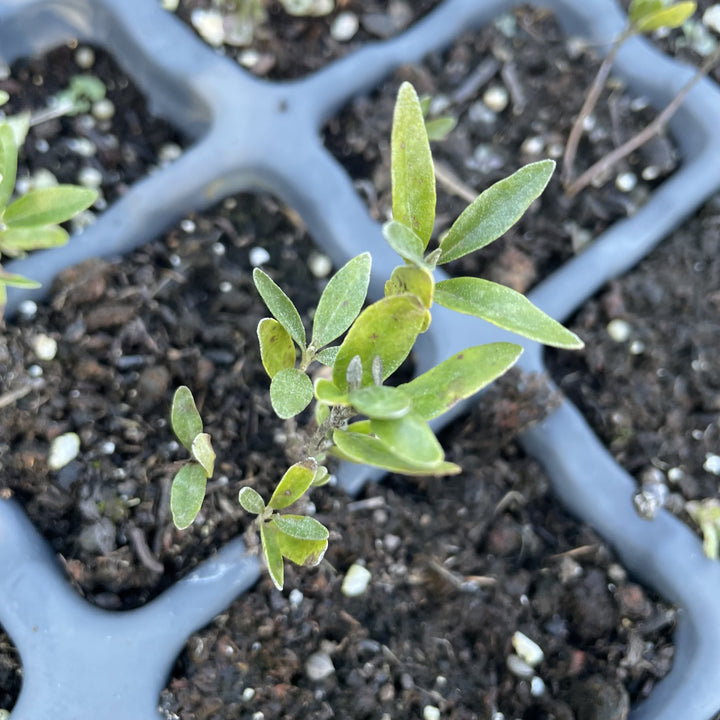 Silver Buffaloberry at Oak Summit Nursery, fall 2026