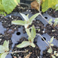Wolf Willow at Oak Summit Nursery, fall 2026