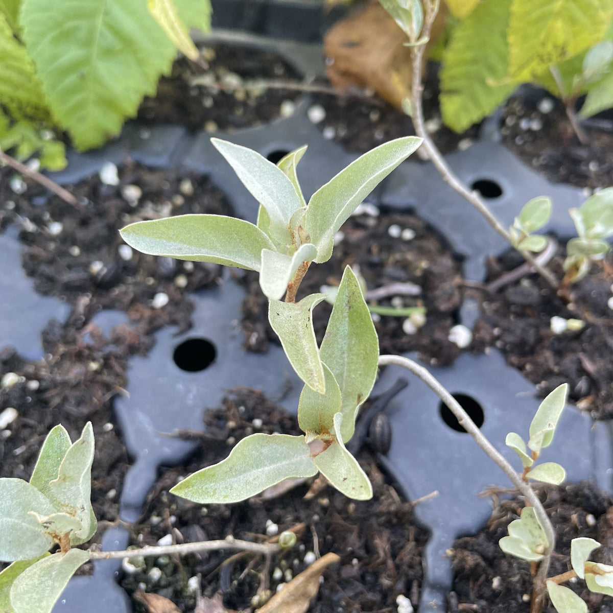 Wolf Willow at Oak Summit Nursery, fall 2026