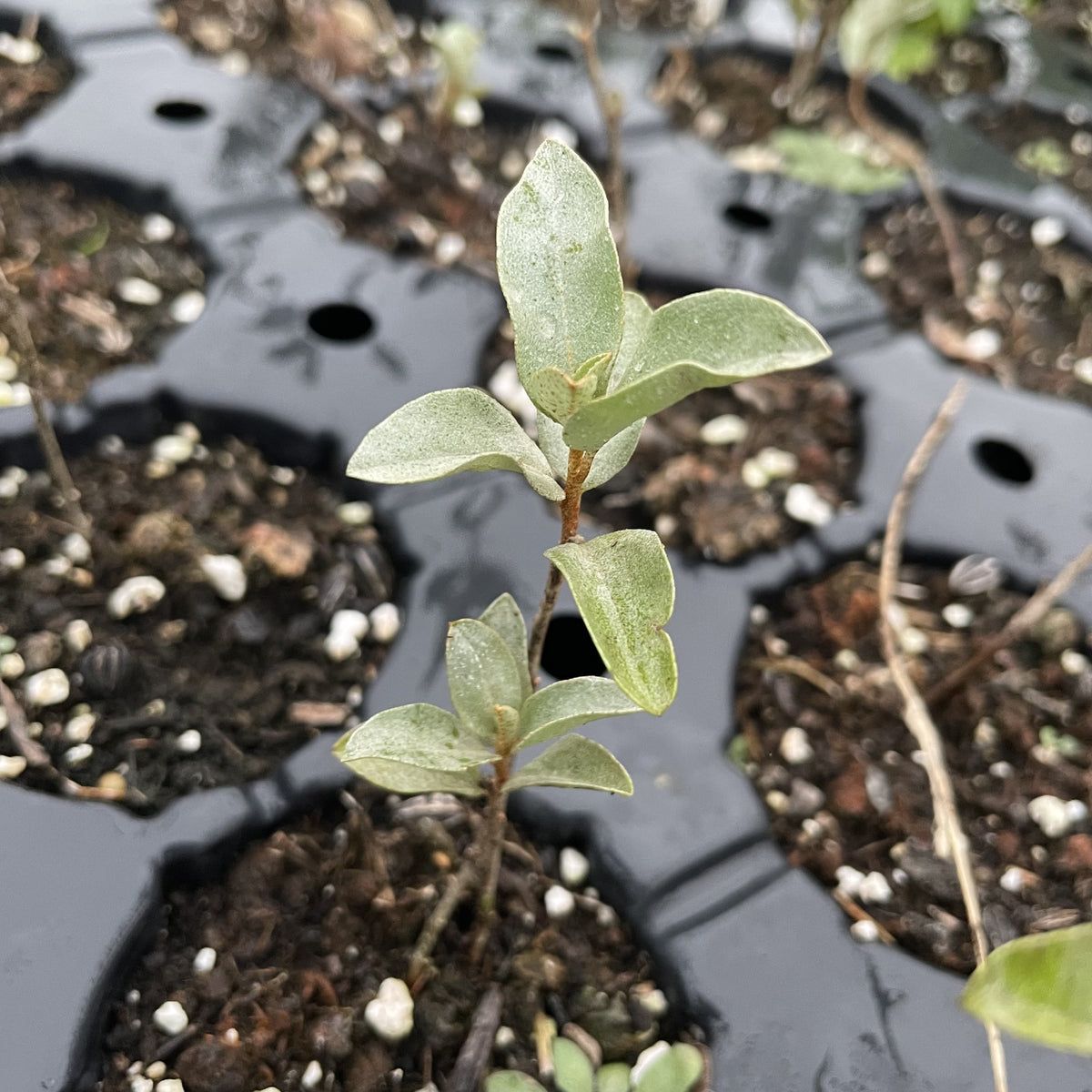 Wolf Willow at Oak Summit Nursery, fall 2026