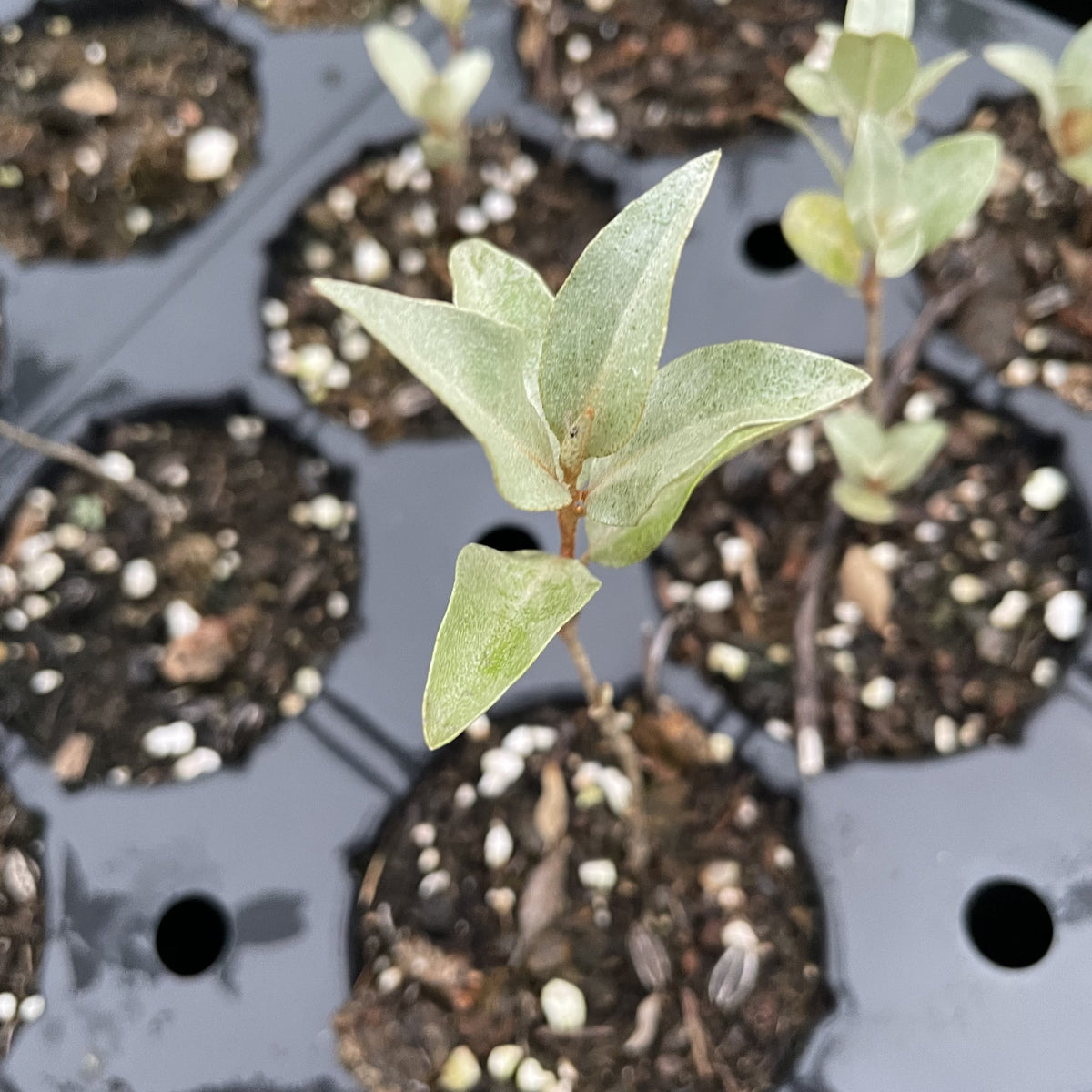 Wolf Willow at Oak Summit Nursery, fall 2026