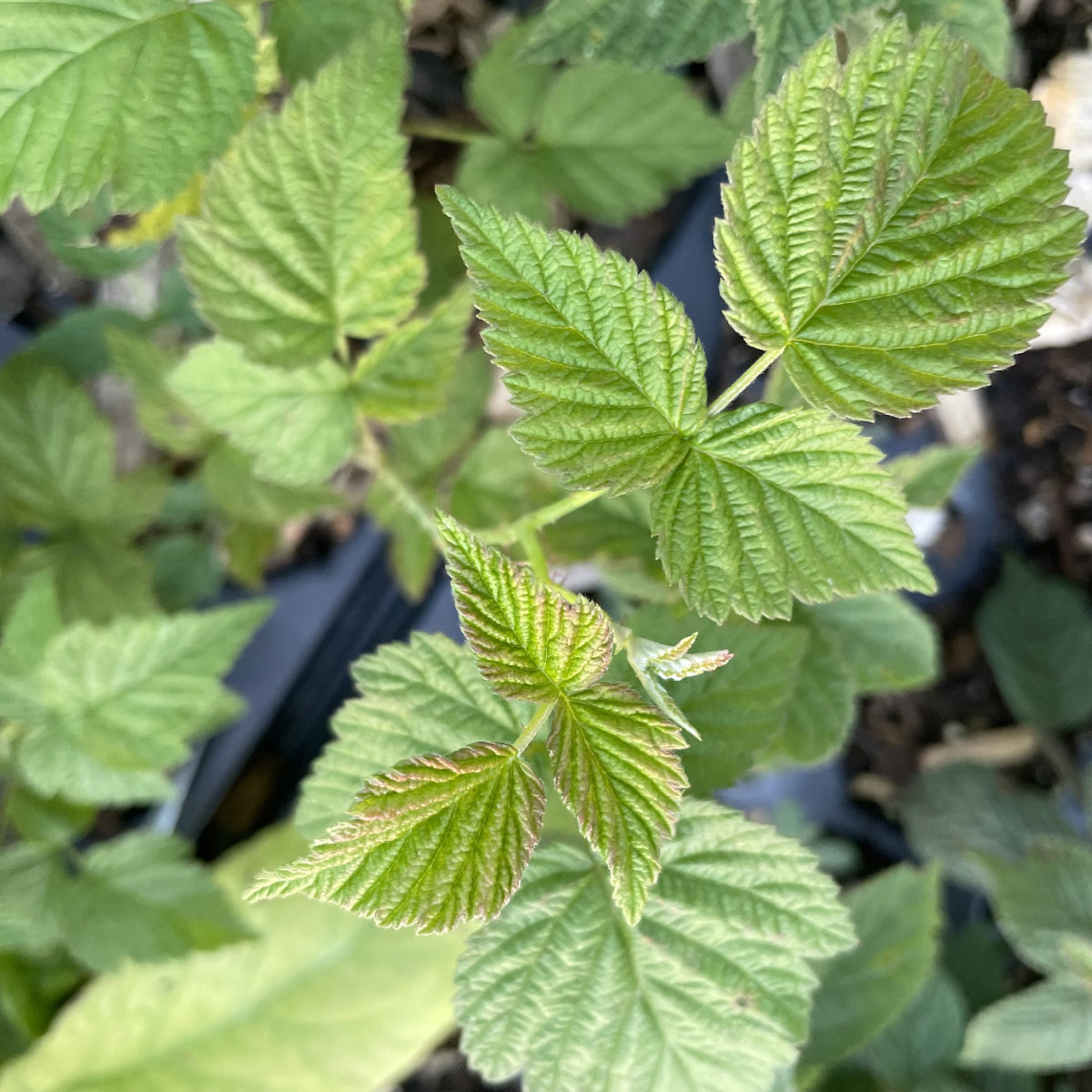 Wyoming Black Raspberry at Oak Summit Nursery, fall 2026