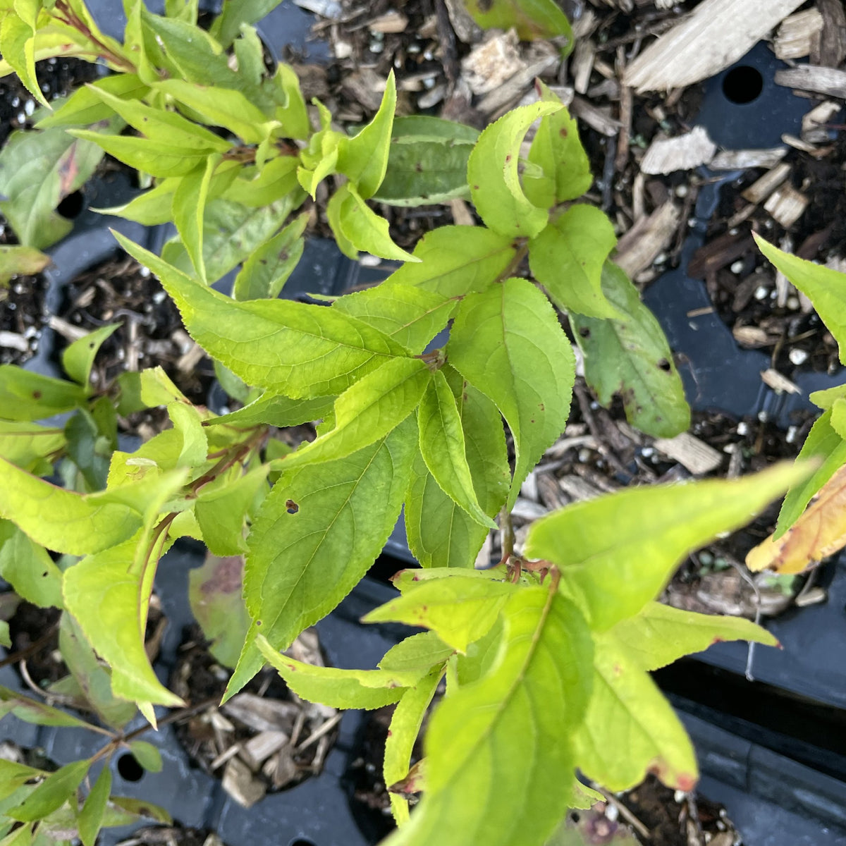 Toka Plum Tree at Oak Summit Nursery, fall 2026