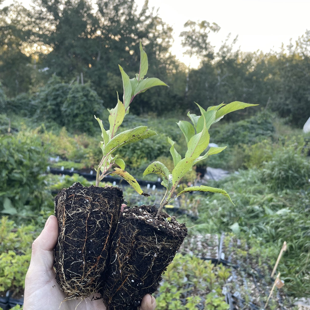 Toka Plum Tree at Oak Summit Nursery, fall 2026