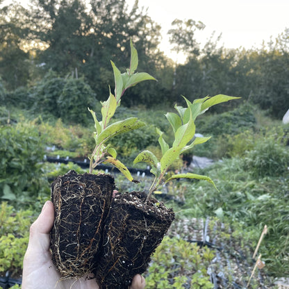 Toka Plum Tree at Oak Summit Nursery, fall 2026