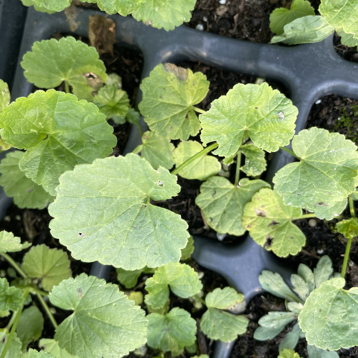 Hollyhock Mallow at Oak Summit Nursery, fall 2026