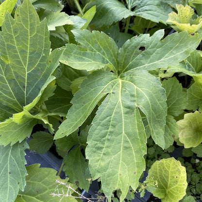 Cutleaf Coneflower at Oak Summit Nursery, fall 2026