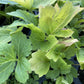 Cutleaf Coneflower at Oak Summit Nursery, fall 2026