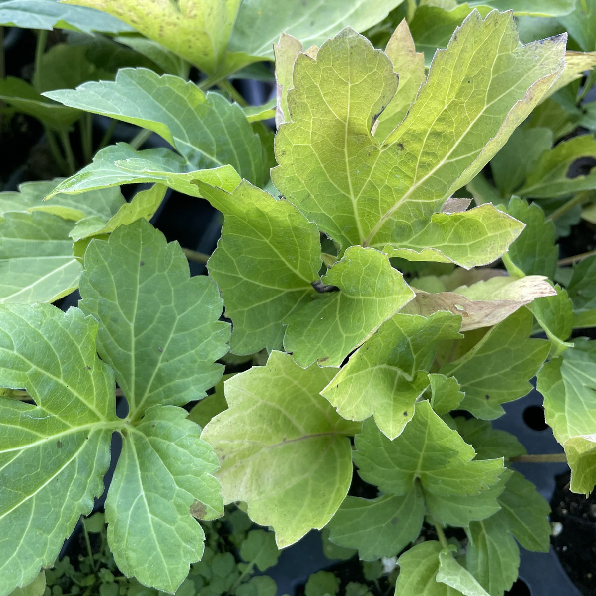 Cutleaf Coneflower at Oak Summit Nursery, fall 2026