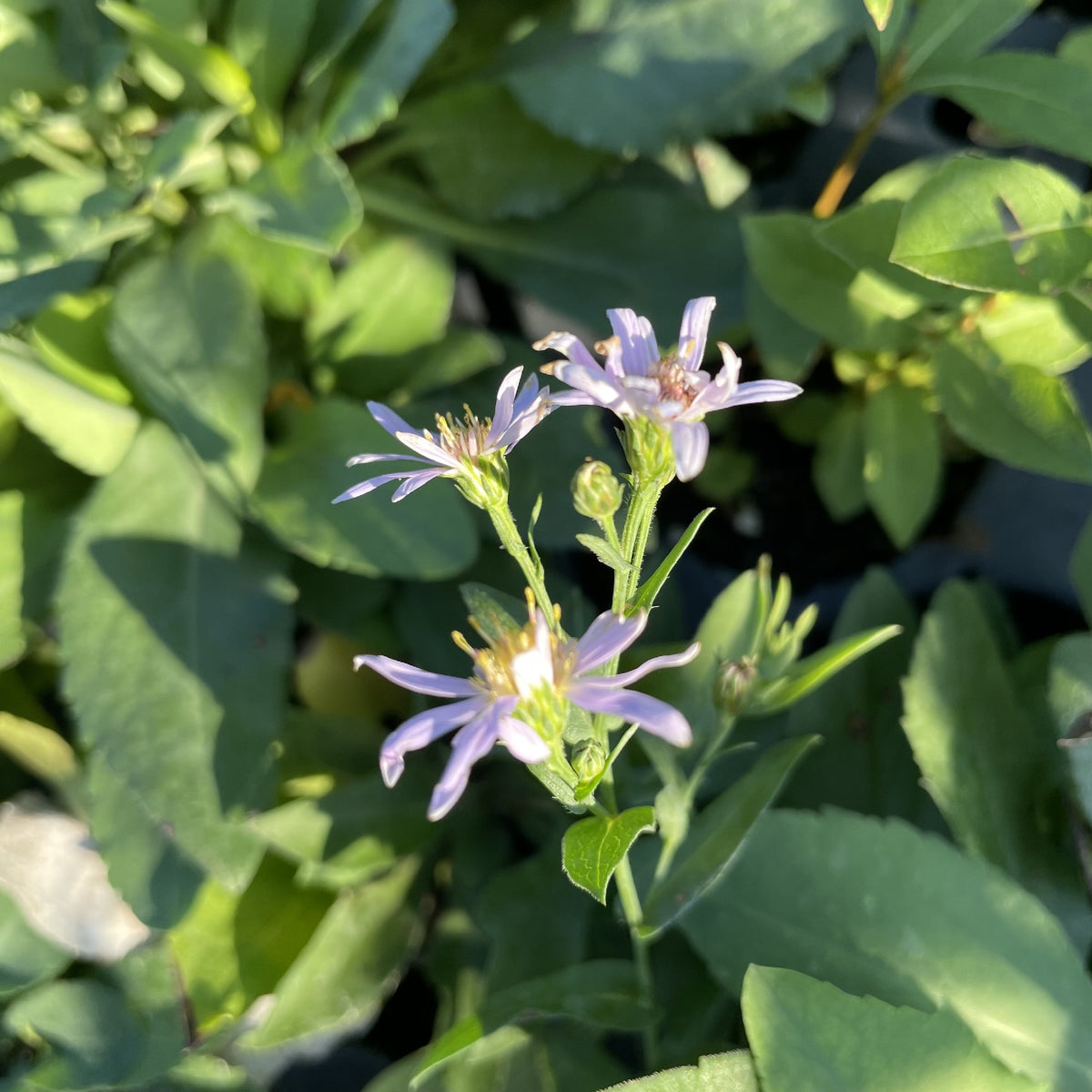 New England Aster at Oak Summit Nursery, fall 2026