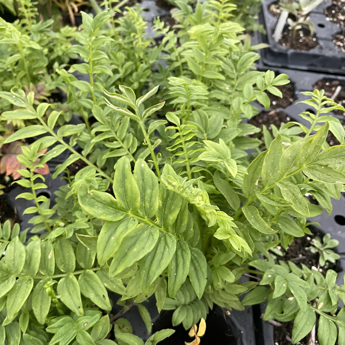 Jacob's Ladder at Oak Summit Nursery, fall 2026
