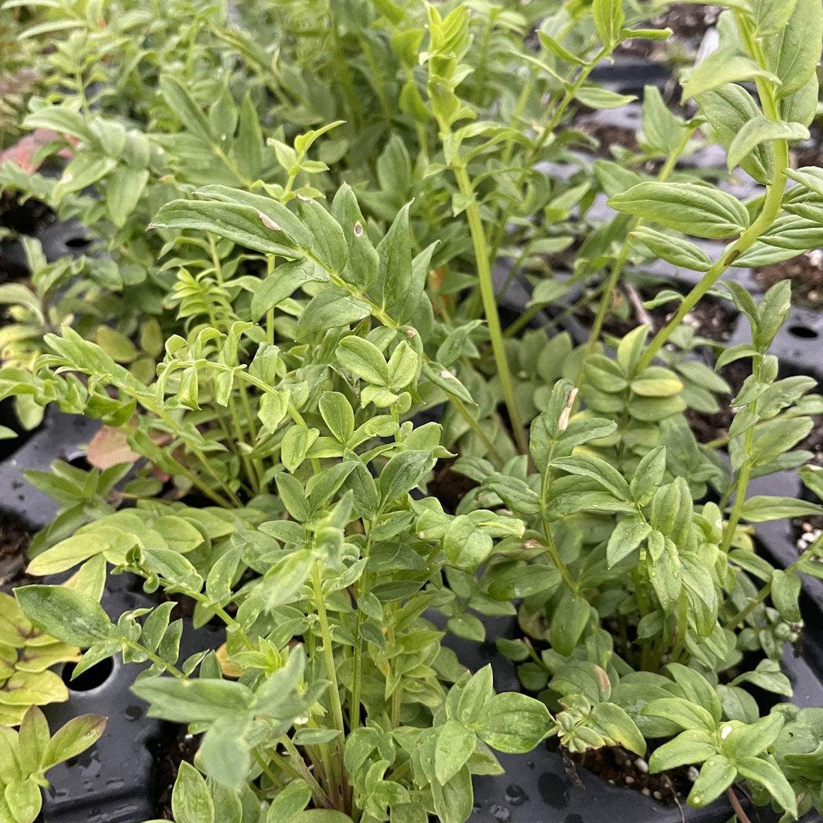 Jacob's Ladder at Oak Summit Nursery, fall 2026
