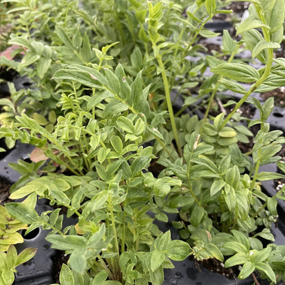 Jacob's Ladder at Oak Summit Nursery, fall 2026