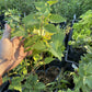 Paper Birch at Oak Summit Nursery, fall 2026