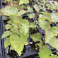 Paper Birch at Oak Summit Nursery, fall 2026