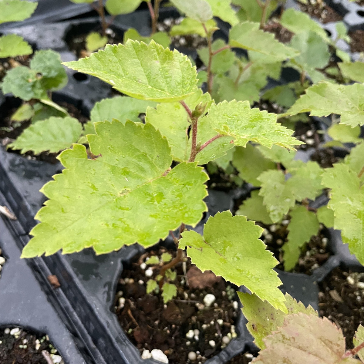 Paper Birch at Oak Summit Nursery, fall 2026