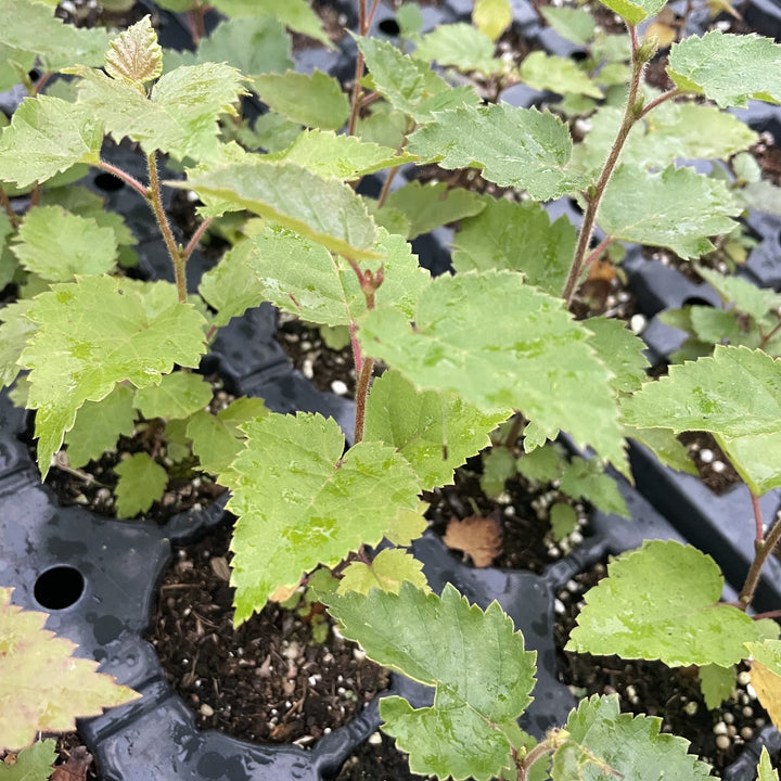 Paper Birch at Oak Summit Nursery, fall 2026