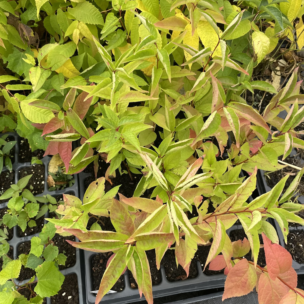 American Wild Plum at Oak Summit Nursery, fall 2026
