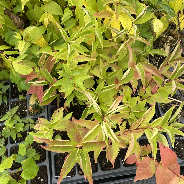 American Wild Plum at Oak Summit Nursery, fall 2026