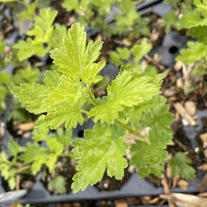 Jeanne Gooseberry at Oak Summit Nursery, fall 2026