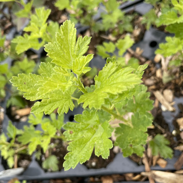 Jeanne Gooseberry at Oak Summit Nursery, fall 2026