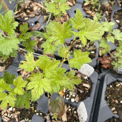 Black Velvet Gooseberry at Oak Summit Nursery, fall 2026