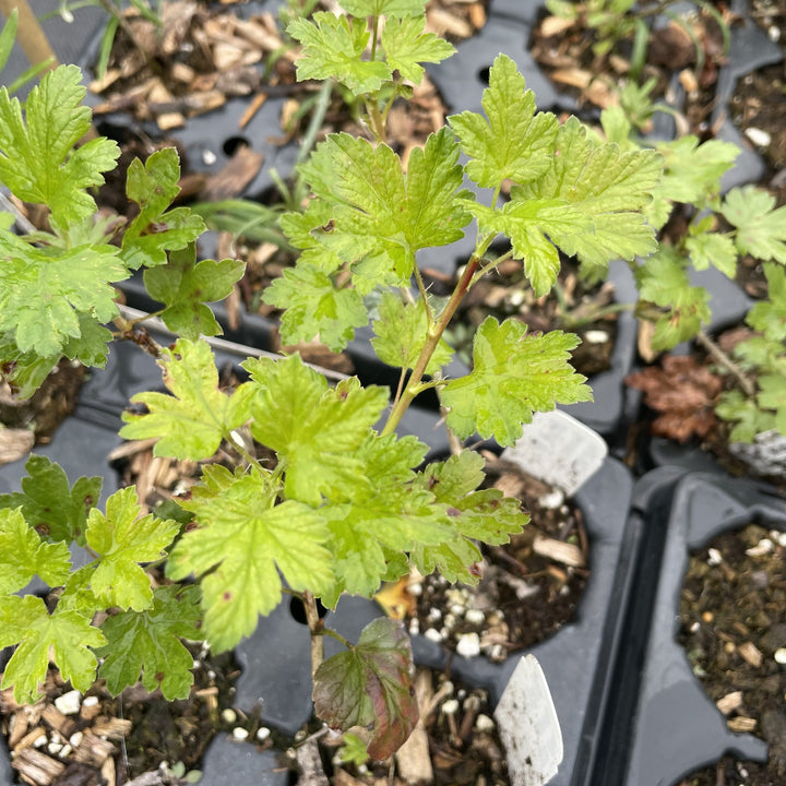 Black Velvet Gooseberry at Oak Summit Nursery, fall 2026