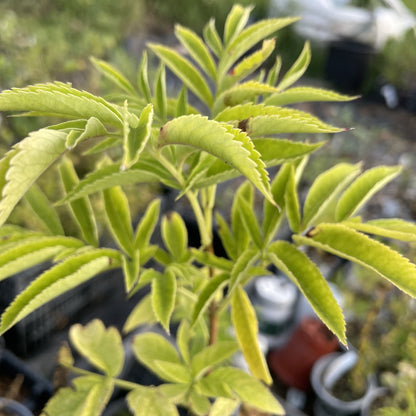Ranch Elderberry at Oak Summit Nursery, fall 2026