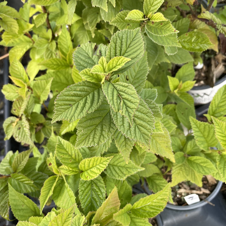 Nanking Cherry at Oak Summit Nursery, fall 2026
