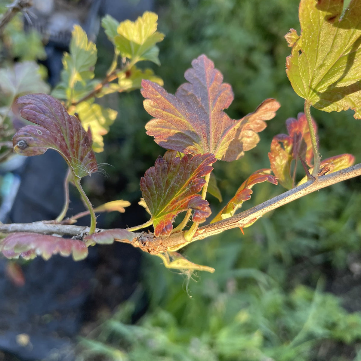 Pixwell Gooseberry (Ribes uva-crispa ‘Pixwell’) at Oak Summit Nursery, fall 2026