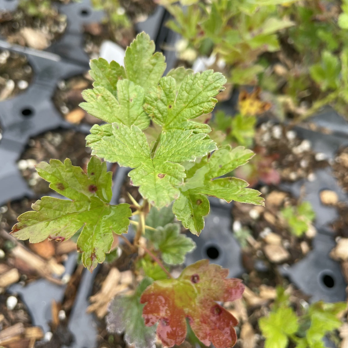 Pixwell Gooseberry (Ribes uva-crispa ‘Pixwell’) at Oak Summit Nursery, fall 2026