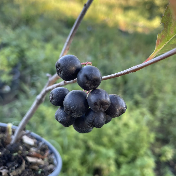 Viking Chokeberry at Oak Summit Nursery, fall 2026