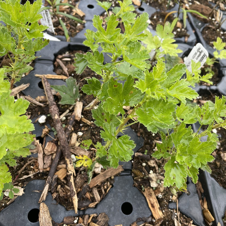 Red George Gooseberry at Oak Summit Nursery, fall 2026