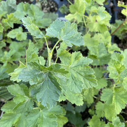 Jostaberry (Ribes x nidigrolaria 'Josta') at Oak Summit Nursery, fall 2026