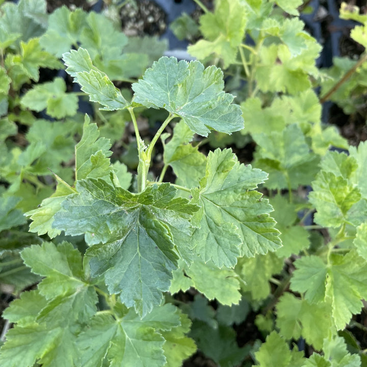 Jostaberry (Ribes x nidigrolaria 'Josta') at Oak Summit Nursery, fall 2026
