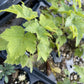 Slitsa Black Currant at Oak Summit Nursery, fall 2026