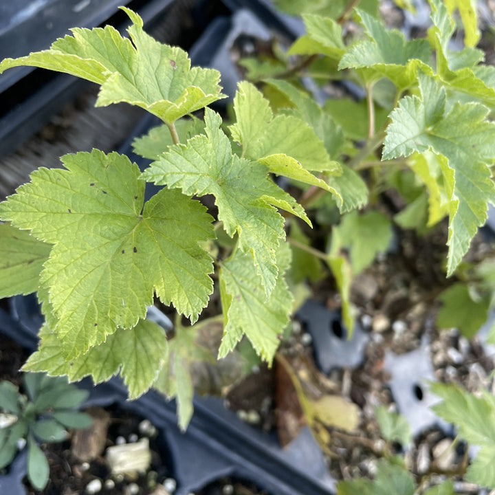 Slitsa Black Currant at Oak Summit Nursery, fall 2026