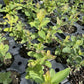 Aurora Haskap at Oak Summit Nursery, fall 2026