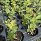 Aurora Haskap at Oak Summit Nursery, fall 2026