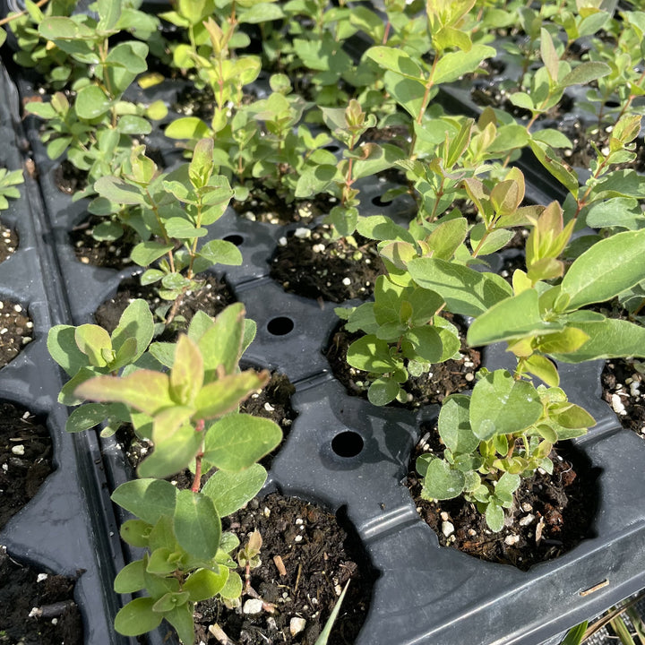Aurora Haskap at Oak Summit Nursery, fall 2026