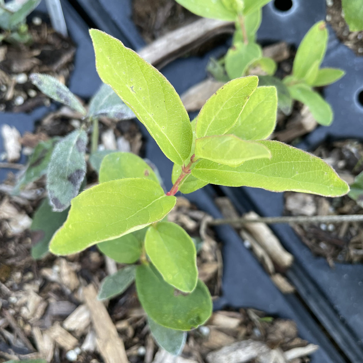 Aurora Haskap at Oak Summit Nursery, fall 2026