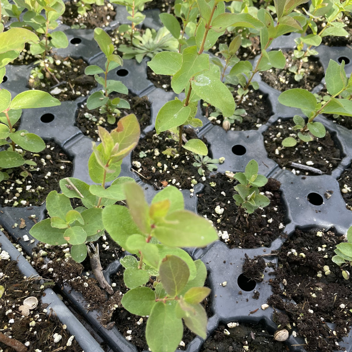 Aurora Haskap at Oak Summit Nursery, fall 2026