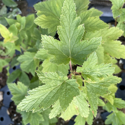 Red Lake Currant (Ribes rubrum ‘Red Lake’) at Oak Summit Nursery, fall 2026