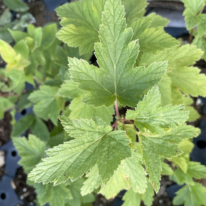 Red Lake Currant (Ribes rubrum ‘Red Lake’) at Oak Summit Nursery, fall 2026