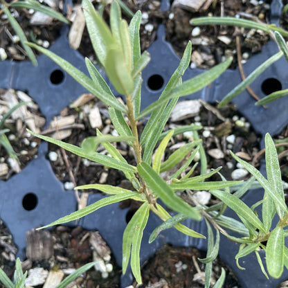 Chuyskaya Sea Buckthorn at Oak Summit Nursery, fall 2026
