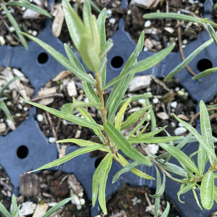 Chuyskaya Sea Buckthorn at Oak Summit Nursery, fall 2026