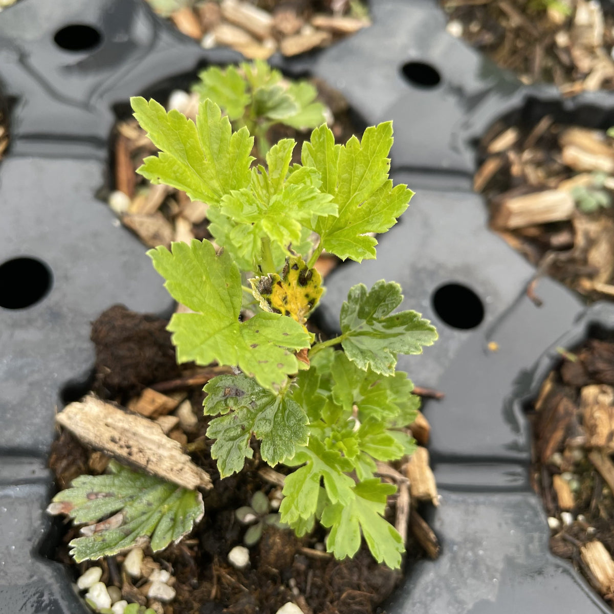 Hinnomaki Red Gooseberry at Oak Summit Nursery, fall 2026