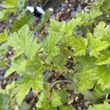 Purple Gooseberry · 2