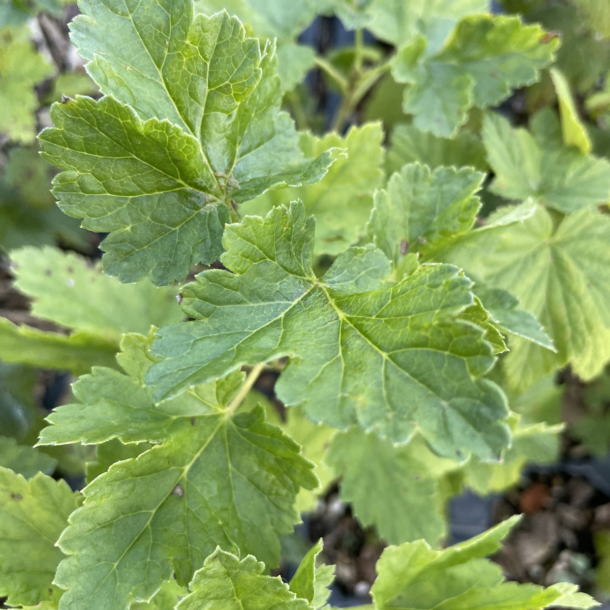 Jostine Jostaberry (Ribes x nidigrolaria 'Jostine') at Oak Summit Nursery, fall 2026